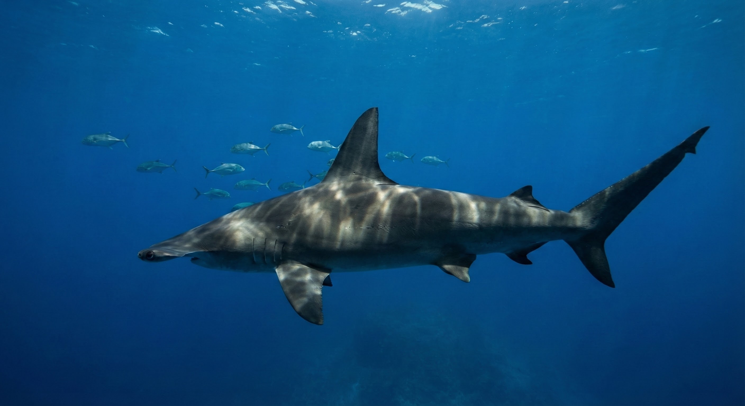 Hammerhead Shark